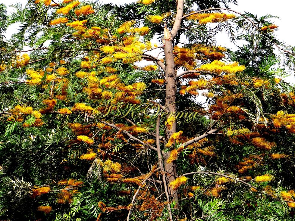  Tree bearing inflorescences